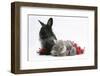 Maine Coon Kitten, 8 Weeks, and Black Baby Dutch X Lionhead Rabbit with Red Tinsel-Mark Taylor-Framed Photographic Print