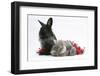 Maine Coon Kitten, 8 Weeks, and Black Baby Dutch X Lionhead Rabbit with Red Tinsel-Mark Taylor-Framed Photographic Print
