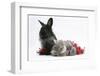 Maine Coon Kitten, 8 Weeks, and Black Baby Dutch X Lionhead Rabbit with Red Tinsel-Mark Taylor-Framed Photographic Print