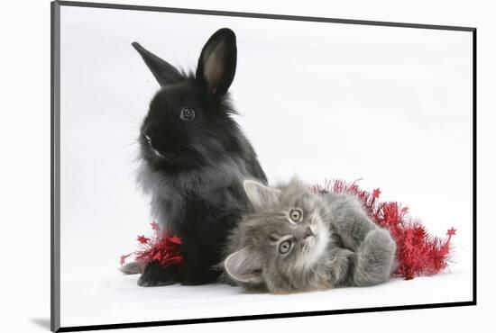 Maine Coon Kitten, 8 Weeks, and Black Baby Dutch X Lionhead Rabbit with Red Tinsel-Mark Taylor-Mounted Photographic Print