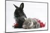 Maine Coon Kitten, 8 Weeks, and Black Baby Dutch X Lionhead Rabbit with Red Tinsel-Mark Taylor-Mounted Photographic Print
