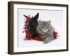 Maine Coon Kitten, 8 Weeks, and Black Baby Dutch X Lionhead Rabbit with Red Tinsel-Mark Taylor-Framed Photographic Print