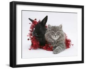 Maine Coon Kitten, 8 Weeks, and Black Baby Dutch X Lionhead Rabbit with Red Tinsel-Mark Taylor-Framed Photographic Print