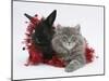 Maine Coon Kitten, 8 Weeks, and Black Baby Dutch X Lionhead Rabbit with Red Tinsel-Mark Taylor-Mounted Photographic Print