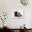 Maine Coon Kitten, 8 Weeks, and Black Baby Dutch X Lionhead Rabbit with Red Tinsel-Mark Taylor-Photographic Print displayed on a wall