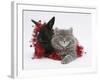 Maine Coon Kitten, 8 Weeks, and Black Baby Dutch X Lionhead Rabbit with Red Tinsel-Mark Taylor-Framed Photographic Print