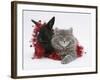 Maine Coon Kitten, 8 Weeks, and Black Baby Dutch X Lionhead Rabbit with Red Tinsel-Mark Taylor-Framed Photographic Print