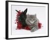 Maine Coon Kitten, 8 Weeks, and Black Baby Dutch X Lionhead Rabbit with Red Tinsel-Mark Taylor-Framed Photographic Print