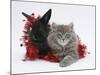 Maine Coon Kitten, 8 Weeks, and Black Baby Dutch X Lionhead Rabbit with Red Tinsel-Mark Taylor-Mounted Photographic Print