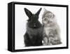 Maine Coon Kitten, 8 Weeks, and Black Baby Dutch X Lionhead Rabbit-Mark Taylor-Framed Stretched Canvas