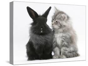 Maine Coon Kitten, 8 Weeks, and Black Baby Dutch X Lionhead Rabbit-Mark Taylor-Stretched Canvas