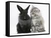 Maine Coon Kitten, 8 Weeks, and Black Baby Dutch X Lionhead Rabbit-Mark Taylor-Framed Stretched Canvas