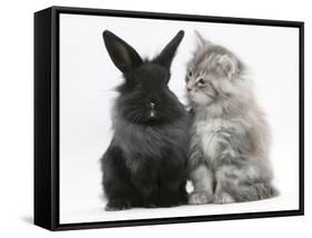 Maine Coon Kitten, 8 Weeks, and Black Baby Dutch X Lionhead Rabbit-Mark Taylor-Framed Stretched Canvas