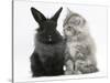 Maine Coon Kitten, 8 Weeks, and Black Baby Dutch X Lionhead Rabbit-Mark Taylor-Stretched Canvas