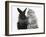 Maine Coon Kitten, 8 Weeks, and Black Baby Dutch X Lionhead Rabbit-Mark Taylor-Framed Photographic Print