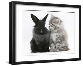 Maine Coon Kitten, 8 Weeks, and Black Baby Dutch X Lionhead Rabbit-Mark Taylor-Framed Photographic Print