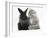 Maine Coon Kitten, 8 Weeks, and Black Baby Dutch X Lionhead Rabbit-Mark Taylor-Framed Photographic Print