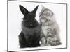 Maine Coon Kitten, 8 Weeks, and Black Baby Dutch X Lionhead Rabbit-Mark Taylor-Mounted Photographic Print