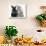 Maine Coon Kitten, 8 Weeks, and Black Baby Dutch X Lionhead Rabbit-Mark Taylor-Photographic Print displayed on a wall
