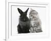 Maine Coon Kitten, 8 Weeks, and Black Baby Dutch X Lionhead Rabbit-Mark Taylor-Framed Photographic Print