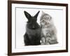 Maine Coon Kitten, 8 Weeks, and Black Baby Dutch X Lionhead Rabbit-Mark Taylor-Framed Photographic Print