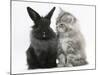 Maine Coon Kitten, 8 Weeks, and Black Baby Dutch X Lionhead Rabbit-Mark Taylor-Mounted Photographic Print