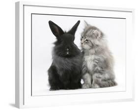 Maine Coon Kitten, 8 Weeks, and Black Baby Dutch X Lionhead Rabbit-Mark Taylor-Framed Photographic Print