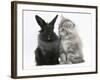 Maine Coon Kitten, 8 Weeks, and Black Baby Dutch X Lionhead Rabbit-Mark Taylor-Framed Photographic Print