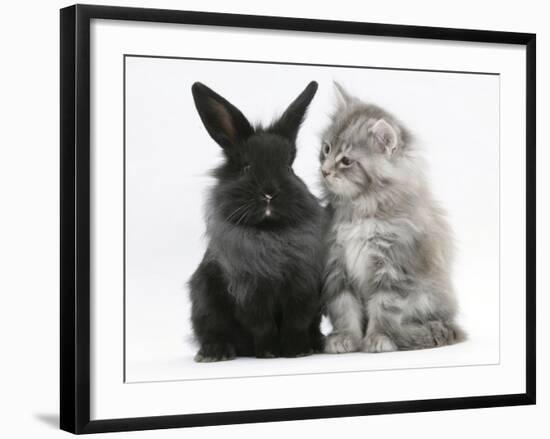 Maine Coon Kitten, 8 Weeks, and Black Baby Dutch X Lionhead Rabbit-Mark Taylor-Framed Photographic Print