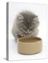 Maine Coon Kitten, 8 Weeks, Drinking from a Bowl-Mark Taylor-Stretched Canvas