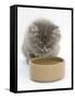 Maine Coon Kitten, 8 Weeks, Drinking from a Bowl-Mark Taylor-Framed Stretched Canvas