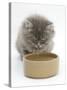 Maine Coon Kitten, 8 Weeks, Drinking from a Bowl-Mark Taylor-Stretched Canvas