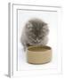 Maine Coon Kitten, 8 Weeks, Drinking from a Bowl-Mark Taylor-Framed Photographic Print