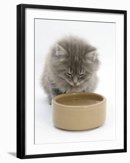 Maine Coon Kitten, 8 Weeks, Drinking from a Bowl-Mark Taylor-Framed Photographic Print