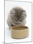 Maine Coon Kitten, 8 Weeks, Drinking from a Bowl-Mark Taylor-Mounted Photographic Print