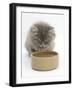 Maine Coon Kitten, 8 Weeks, Drinking from a Bowl-Mark Taylor-Framed Photographic Print