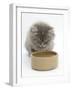 Maine Coon Kitten, 8 Weeks, Drinking from a Bowl-Mark Taylor-Framed Photographic Print