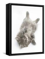 Maine Coon Kitten, 8 Weeks, Lying on its Back, Looking Up in a Playful Manner-Mark Taylor-Framed Stretched Canvas