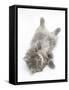 Maine Coon Kitten, 8 Weeks, Lying on its Back, Looking Up in a Playful Manner-Mark Taylor-Framed Stretched Canvas