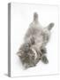 Maine Coon Kitten, 8 Weeks, Lying on its Back, Looking Up in a Playful Manner-Mark Taylor-Stretched Canvas