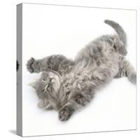 Maine Coon Kitten, 8 Weeks, Lying on its Back, Looking Up in a Playful Manner-Mark Taylor-Stretched Canvas