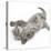 Maine Coon Kitten, 8 Weeks, Lying on its Back, Looking Up in a Playful Manner-Mark Taylor-Stretched Canvas