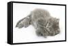 Maine Coon Kitten, 8 Weeks, Lying on its Back, Looking Up in a Playful Manner-Mark Taylor-Framed Stretched Canvas