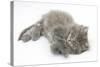 Maine Coon Kitten, 8 Weeks, Lying on its Back, Looking Up in a Playful Manner-Mark Taylor-Stretched Canvas