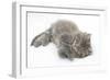 Maine Coon Kitten, 8 Weeks, Lying on its Back, Looking Up in a Playful Manner-Mark Taylor-Framed Photographic Print