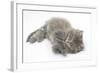 Maine Coon Kitten, 8 Weeks, Lying on its Back, Looking Up in a Playful Manner-Mark Taylor-Framed Photographic Print