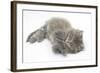 Maine Coon Kitten, 8 Weeks, Lying on its Back, Looking Up in a Playful Manner-Mark Taylor-Framed Photographic Print