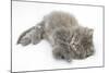 Maine Coon Kitten, 8 Weeks, Lying on its Back, Looking Up in a Playful Manner-Mark Taylor-Mounted Photographic Print