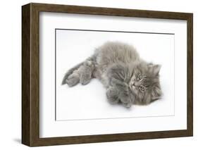 Maine Coon Kitten, 8 Weeks, Lying on its Back, Looking Up in a Playful Manner-Mark Taylor-Framed Photographic Print