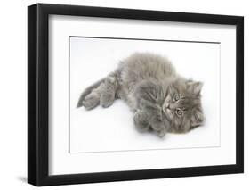 Maine Coon Kitten, 8 Weeks, Lying on its Back, Looking Up in a Playful Manner-Mark Taylor-Framed Photographic Print